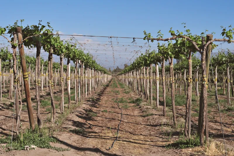 Lire le ciel pour sublimer la terre : l'art climatique au cœur des vendanges de Clos Henri