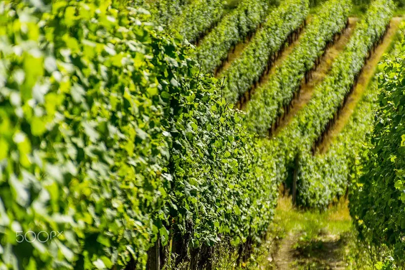Quand le ciel décide : l'art de lire les saisons pour révéler un grand millésime