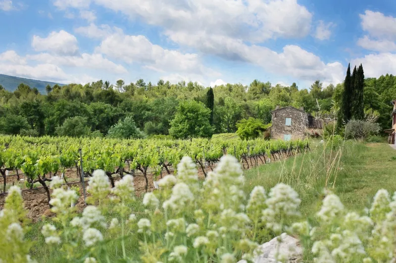 Mémoire vivante du vignoble : quand Clos Henri ressuscite les cépages d'antan