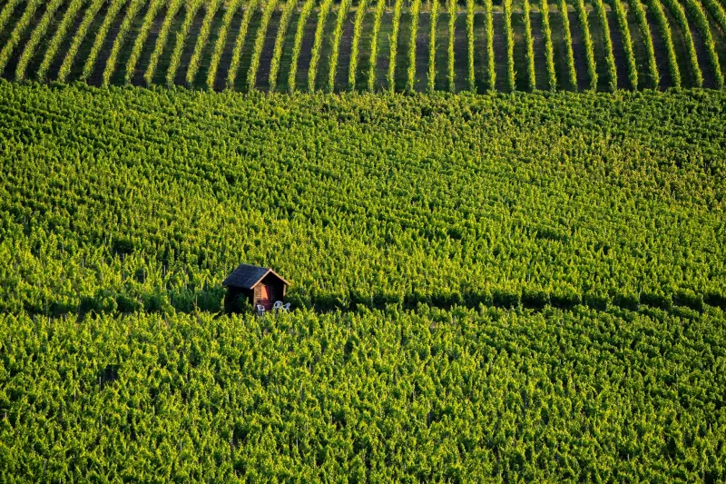 Quand la vigne parle : l'écoute attentive au cœur du travail de nos vignerons