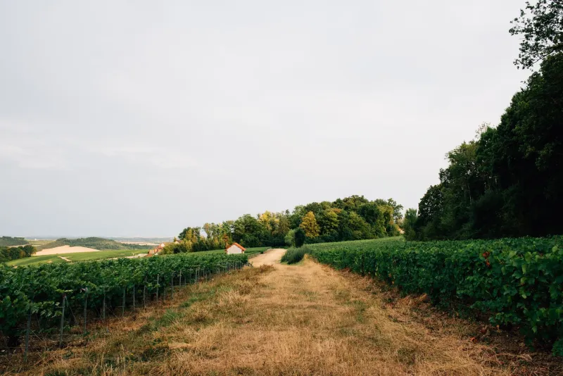 Retrouver les racines perdues : la quête de Clos Henri pour les cépages anciens de notre terroir