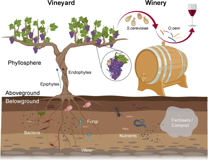 Les invisibles du vignoble : quand la vie souterraine dicte l'âme de nos vins